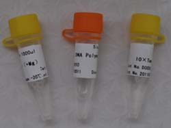 Taq Plus DNA Polymerase